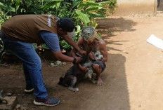 Stok Vaksin HPR Aman, Penyuntikan Gratis