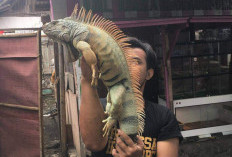 Hobi Unik Pelihara Reptil, Rela Rogoh Kocek Jutaan Rupiah