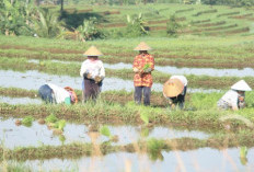 28 Kelompok Tani di Bengkulu Utara Dapat Program Pompanisasi Gratis untuk Sawah 