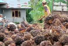  Dapat STDB, 681 Lahan Kelapa Sawit Diprioritaskan Terima Bantuan Kementerian Pertanian