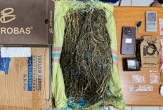 Polisi Tangkap Pengedar Narkoba di Kepahiang, Sita 1 Kilogram Ganja dan Sabu