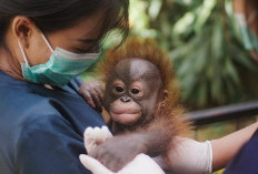 Kebun Binatang Bandung, Objek Wisata Edukatif untuk Liburan Sekolah