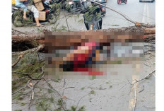 Sehari 2 Pohon Tumbang di Pantai Panjang, ASN Inspektorat Kota Bengkulu jadi Korban