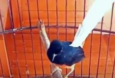 Burung Murai Batu: 6 Fakta Menarik dan Mitos Pembawa Sial