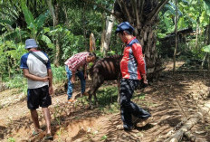 Cegah Penyebaran PMK Meluas, Dinas Pertanian Terapkan Zona Merah di Sukaraja Seluma