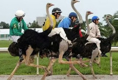 Unik! Berikut 3 Hewan yang Ternyata Bisa Ditunggangi