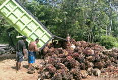 Harga Kelapa Sawit Naik Lagi, Cek Harga Beli Tiap Perusahaan di Bengkulu Utara Pekan ini 