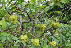 Sering Ditemukan Saat Masa Kecil, Sekarang 5 Jenis Buah Ini Mulai Langka