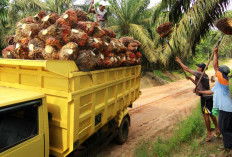 Update! Harga Beli Sawit 10 PKS Mukomuko Hari Ini, Bertahan di Atas Rp 2.500 PerKg