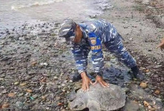 Ditemukan Oleh Nelayan, Penyu Besar Ini Langsung Dilepas Lagi, Ada Apa ? 