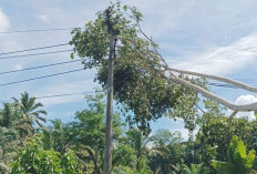  Gangguan Tanam Tumbuh dan Cuaca Ekstrem, Ulu Talo Gelap Gulita