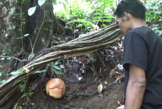 Rafflesia Akan Mekar Sempurna di Kemumu Bengkulu Utara