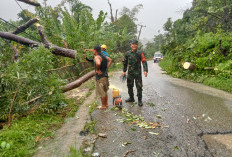 Hujan Deras Disertai Angin Pohon Tumbang, Sempat Hambat Lalu Lintas Muara Sahung