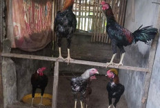  Untungnya Menjanjikan, Mengapa Tidak untuk Mencoba Ternak Ayam Kampung Sebagai Usaha Sampingan   