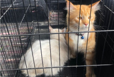 Setiap Kucing Punya “Sidik Jari” Sendiri, Pola Garis Hidung yang Membuat Mereka Unik!