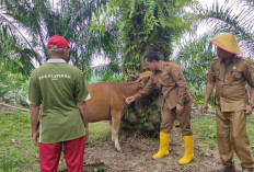 Penyakit Jembrana dan Ngorok Menjadi Ancam Ternak Warga, Dinas Pertanian Lakukan Suntik Vitamin