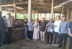 Wow! Kota Bengkulu Dapat Sapi Kurban Presiden Prabowo! Bobotnya Bikin Kaget!