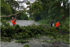 Angin Kencang Warga Diimbau Waspada, Pohon Tumbang Timpa Dapur Rumah