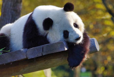 Lucu dan Menggemaskan, Ini 12 Fakta Unik Tentang Panda