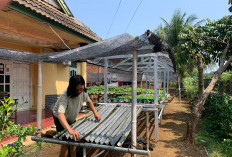 Rachmad Yudiartono, Musisi yang Sukses Menjadi Petani Hidroponik, Berawal dari Hobi, Kini jadi Sumber Cuan