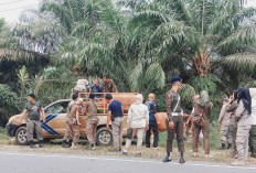 Ternak Liar Berkeliaran, Satpol PP Bengkulu Selatan Panggil Camat dan Kades