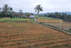 Ini Alasannya, Pasca Panen Jagung Lahan Dibiarkan Kosong