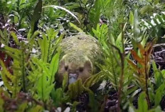 Burung Endemik Selandia Baru yang Terancam Punah! Berikut Fakta Unik Kakapo