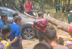 Pohon Tumbang di Sukaraja Seluma, 2 Mobil Ringsek Parah, Ini Identitasnya