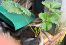 Masih Bisa Tumbuh, Berikut Cara Mudah Budidaya Buah Strawberry di Daerah Iklim Panas