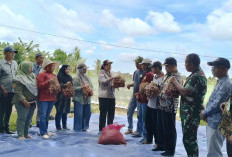  4 Kelompok Tani Terima 3,5 Ton Benih Bawang Merah Bantuan Kementan