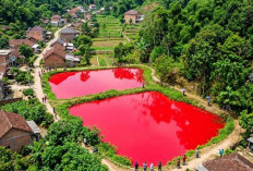Fenomena Kolam Ikan Berubah Merah Usai Hujan, Gegerkan Warga Pagar Alam