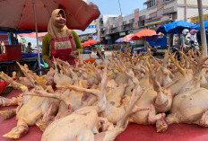 Harga Ayam Potong Naik, Pengusaha Kuliner Menjerit