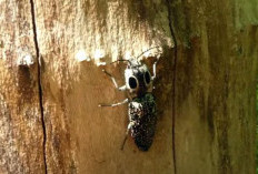 Unik! Berikut 5 Serangga Bioluminesensi, Bisa Mengeluarkan Cahaya