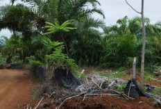 Tiru Bengkulu Selatan, Publik Minta Kejari Bongkar Aktor Besar Alih Fungsi Hutan Mukomuko 