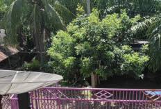 Kabel Listrik Hampir Jatuh ke Tanah, PLN Diminta Segera Tindaklanjuti