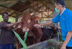 19.400 Dosis Vaksin PMK Bengkulu Didistribusikan, 600 Masih Tertahan