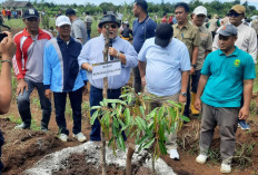 Kota Manna Bakal Punya Destinasi Baru, Wisata Petik Buah di Eks Peda KTNA