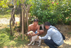 Baru 5 Bulan, Sudah Terjadi 90 Kasus GHPR, Dinkes Imbau Warga Waspada