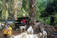 2 Kelompok Tani Terima 50 Kambing Etawa Bantuan Kementerian Pertanian Untuk Pembiakan 