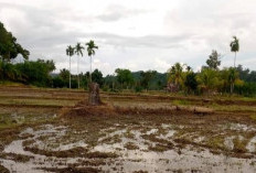 Petani Selagan Raya Kembali Keluhkan Sawah Kurang Air, Pemkab Siapkan Rp 2,6 M Perbaiki Irigasi
