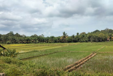 Masuk MT 2 Petani Semai Bibit Padi, Dispertan Mukomuko Pastikan Pupuk Subsidi Cukup