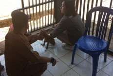 5 Warga Lebong Digigit Anjing, Disperkan Vaksin 100 HPR 