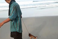 Detik-detik Mister X Jalan di Pantai Panjang Sebelum Tenggelam di Jenggalu,  Bawa Monyet 