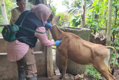 902 Ekor Hewan Kurban Siap Potong, Dinas Pertanian Pastikan Sudah Diperiksa dan Sehat