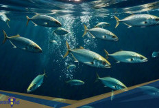 Salah Satu Tuna Teropuler di Indonesia! Berikut 5 Fakta Unik Ikan Cakalang, Bisa Tumbuh Hingga 1 Meter