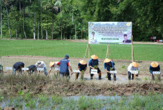 Kekurangan Benih Padi, Petani Bisa Usulkan ke Distan