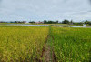  Wabup: 180 Hektare Sawah di 4 Kecamatan Siap Panen