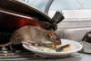 Bikin Merinding, Hindari Hal Ini Jika Rumah Tidak Ingin Dimasuki Tikus