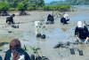 Bengkulu Kehilangan 212,5 Hektare Mangrove, Abrasi Pesisir Terancam Meningkat