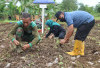 Program Makan Bergizi, Kodim Bengkulu Utara Buka Lahan Perkebunan Sayuran 